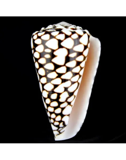 Conus Marmoreus