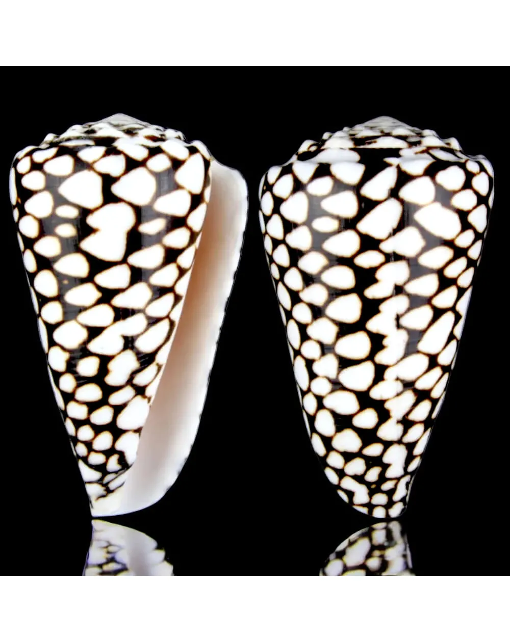 Conus Marmoreus
