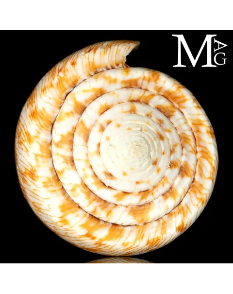 Conus (Rhizoconus) Miles – 72 mm