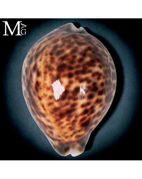 Cypraea Tigris Tigris - Madagascar - Fort Dauphin - 107,5 mm