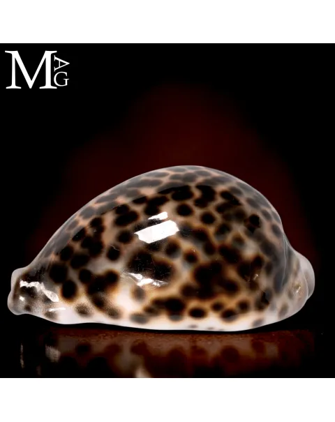 Cypraea Tigris Schilderiana – Hawaii