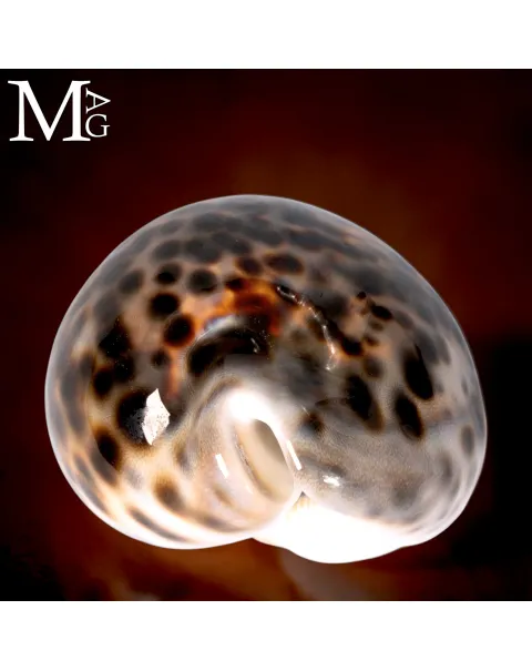 Cypraea Tigris Schilderiana – Hawaii