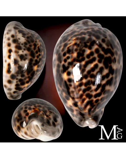 Cypraea Tigris Schilderiana – Hawaii