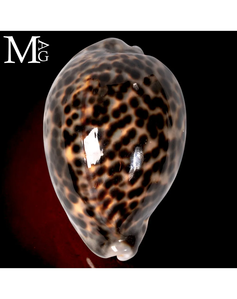 Cypraea Tigris Schilderiana – Hawaii