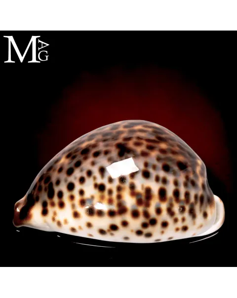 Cypraea Tigris Schilderiana - Hawaii - 115 mm