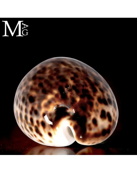 Cypraea Tigris Schilderiana - Hawaii - 115 mm