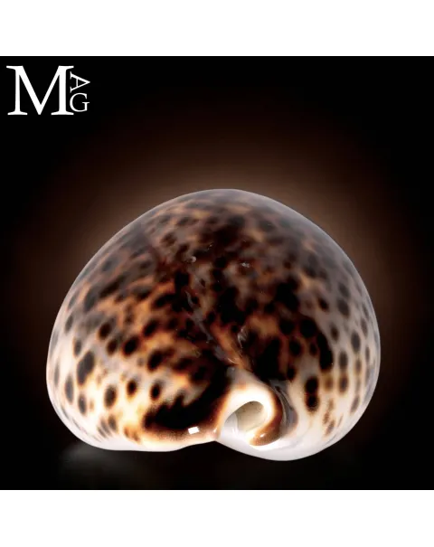 Cypraea Tigris Schilderiana - Hawaii - 115 mm