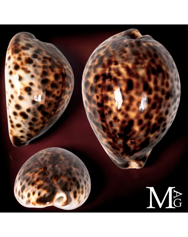 Cypraea Tigris Schilderiana - Hawaii - 115 mm