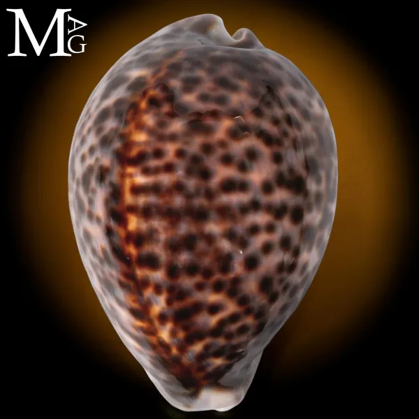 Cypraea Tigris Schilderiana - Hawaii 114 mm