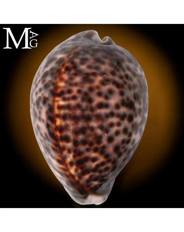 Cypraea Tigris Schilderiana - Hawaii 114 mm