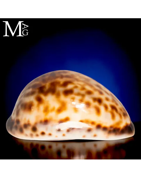 Cypraea Tigris Schilderiana - Gialla Madagascar