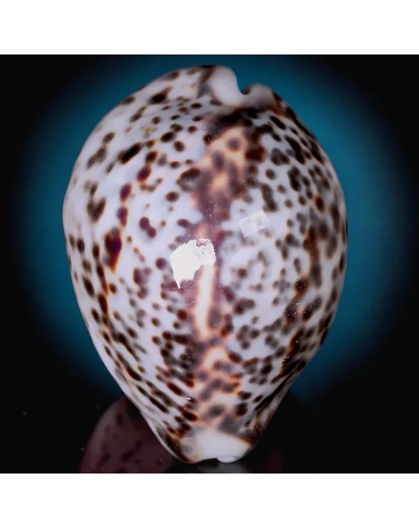 Cypraea Tigris Tigris - Madagascar - Vohemar - 88 ...