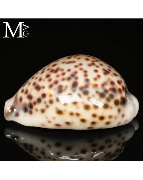 Cypraea Tigris Tigris - Vohemar