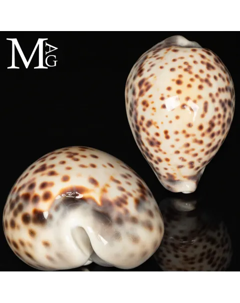 Cypraea Tigris Tigris - Vohemar