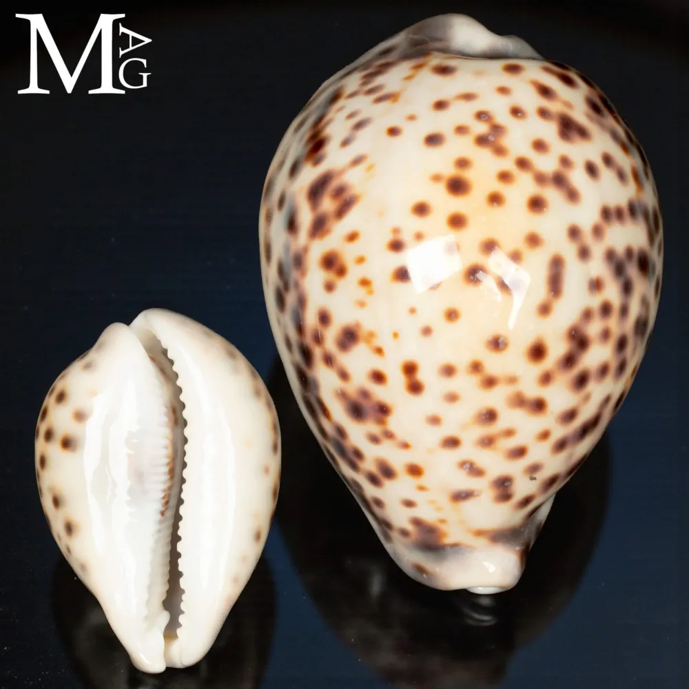 Cypraea Tigris Tigris - Vohemar