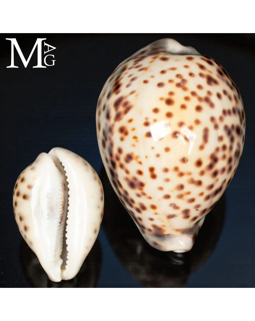Cypraea Tigris Tigris - Vohemar