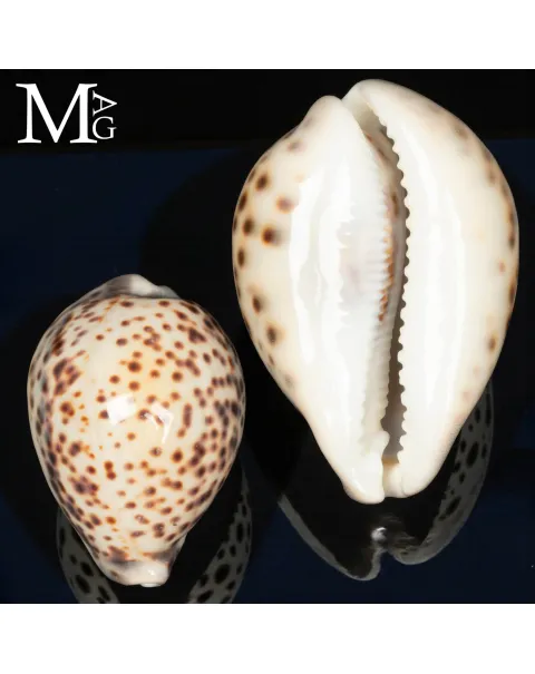 Cypraea Tigris Tigris - Vohemar