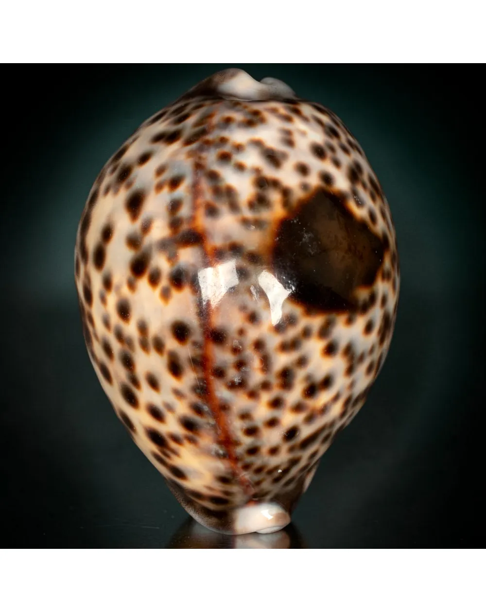 Cypraea Tigris - Tanzania - 92 mm - Macchia Dorsale