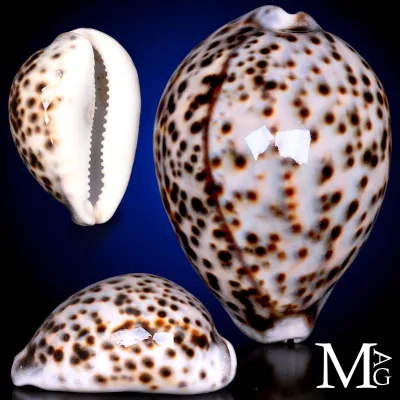 Cypraea Tigris del Madagascar - Tulear, 104 mm
