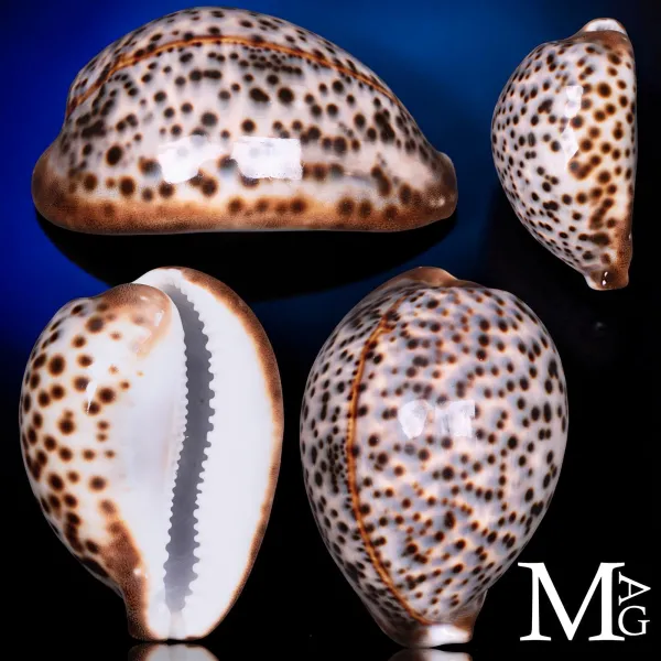 Cypraea Tigris della Tanzania 99 mm