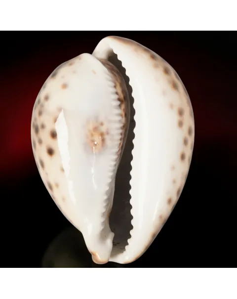 Cypraea Tigris Tigris - Madagascar - 95 mm