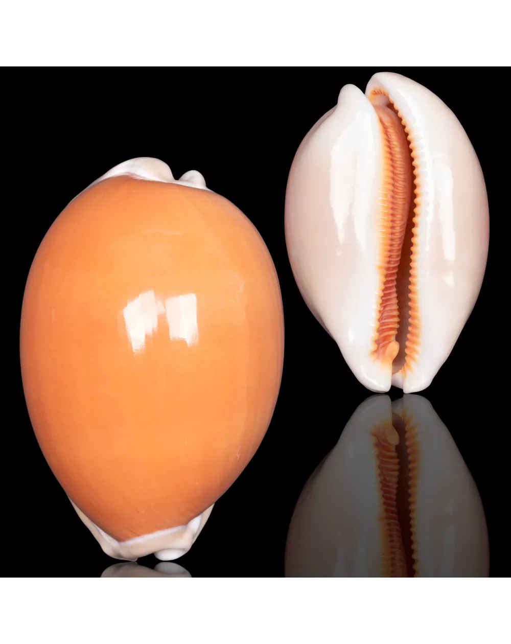 Callistocypraea Aurantium – Golden Cowrie.