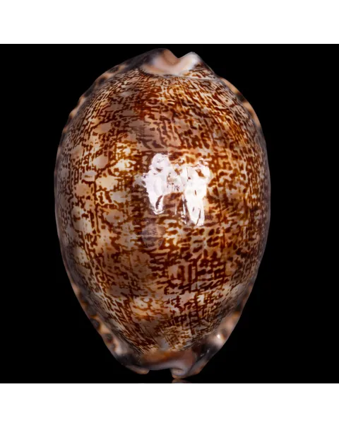 Cypraea Mauritia Arabica Immanis 87,5mm.