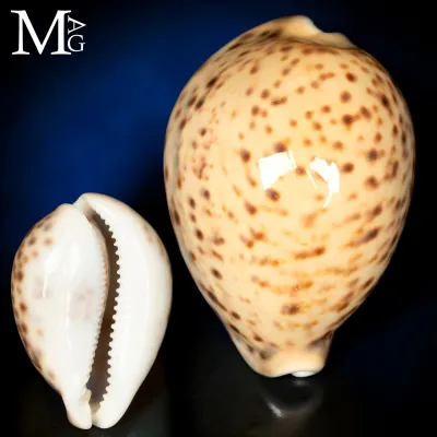 Cypraea Tigris Giallo Crema 100mm