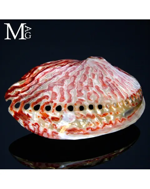 Haliotis Midae – Abalone Rosso Lucido.