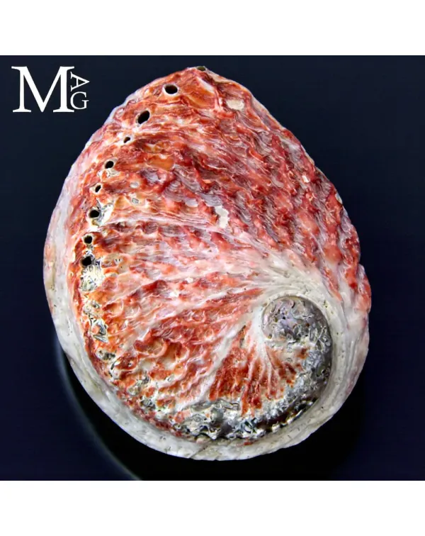 Haliotis Midae – Abalone del Sud Africa
