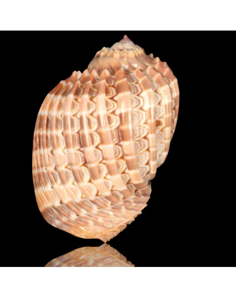 Harpa Cabriti f. Multicostata.