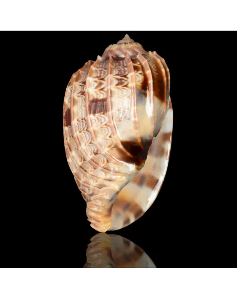 Harpa Cabriti f. Multicostata.