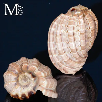 Harpa Major – L’Arpa del Mare