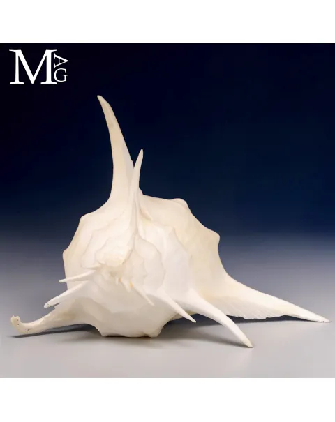 Siratus alabaster delle Filippine – Esemplare da Collezione di 160 mm