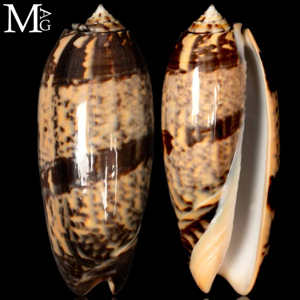 Oliva Tremulina – Flammeacolour.