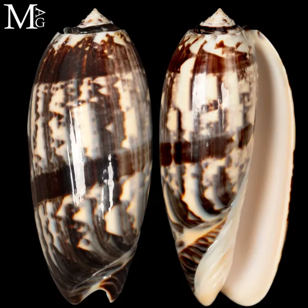 Oliva Tremulina Flammeacolour.