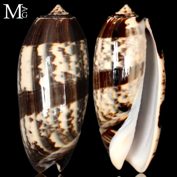 Oliva Tremulina Flammeacolour – Tulear