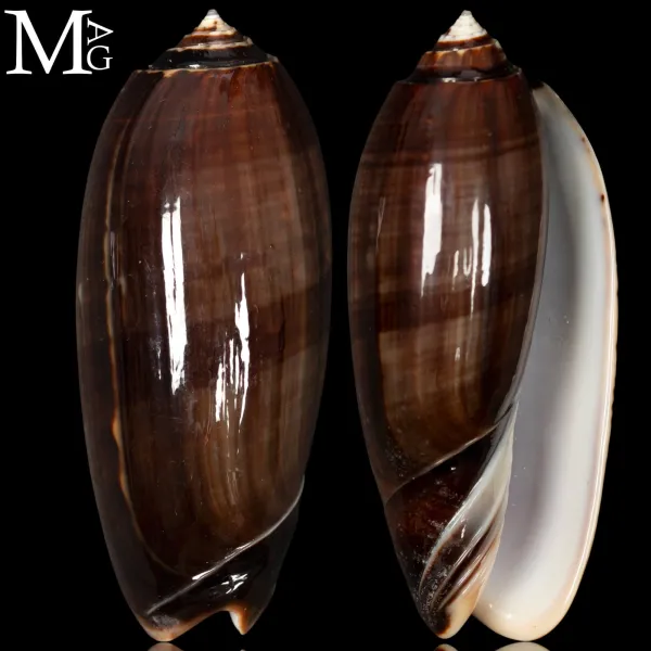 Oliva Tremulina – Forma Tenebrosa