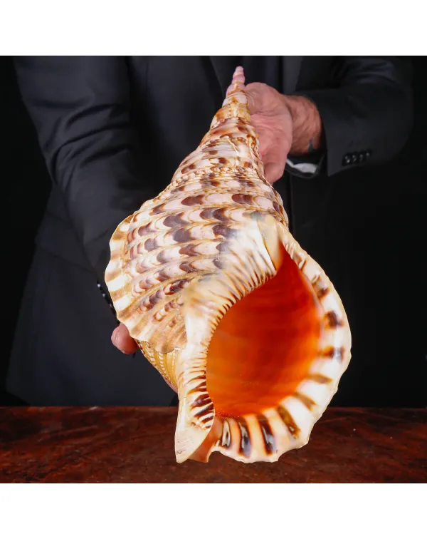 Charonia Tritonis – Tritone Gigante del Madagascar