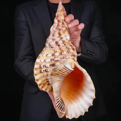 Charonia Tritonis – Conchiglia di Tritone Gigante