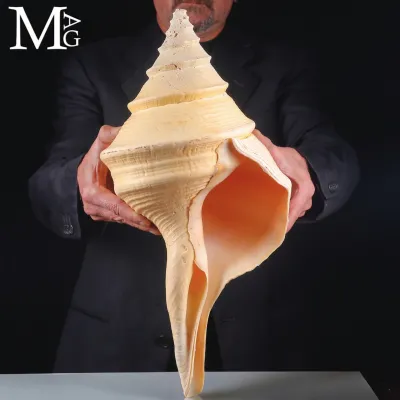 Syrinx Aruanus – Gigante del Mare di Timor, 502 mm