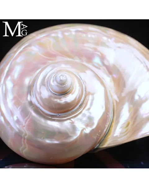 Turbo Marmoratus – Conchiglia naturale - Madreperla