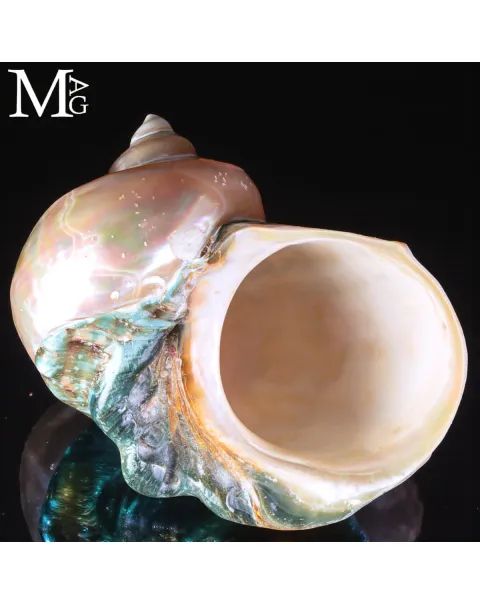 Turbo Marmoratus – Conchiglia naturale - Madreperla