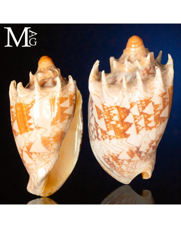 Cymbiola Imperialis - Volutidae