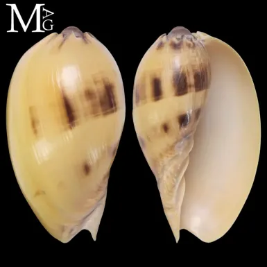 Melo broderipii – Giovane esemplare, Filippine