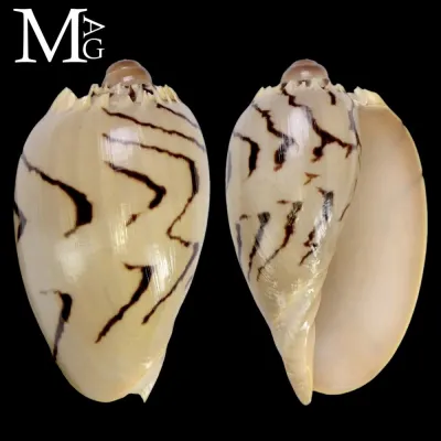 Melo broderipii – Giovane Volutidae.