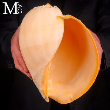 Melo Broderipii – Conchiglia dell’Indo-Pacifico, 2...