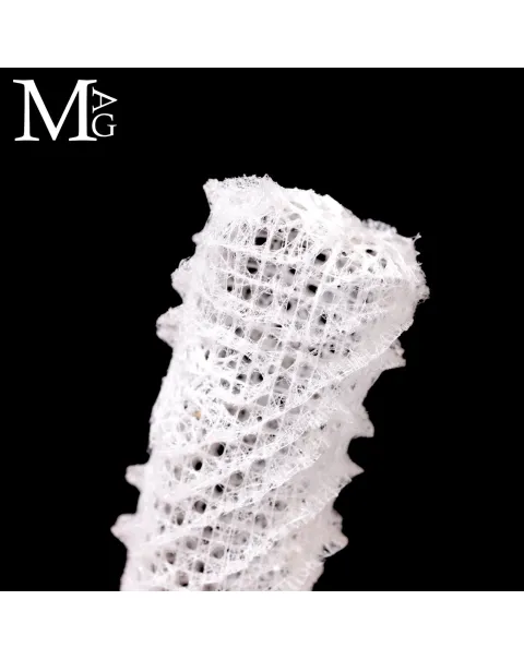 Euplectella Aspergillum – La Cesta di Venere