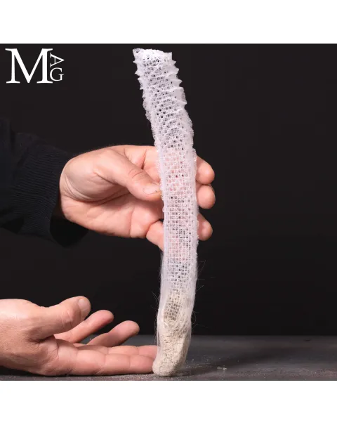 Euplectella Aspergillum – La Cesta di Venere