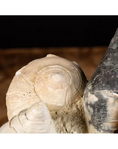 Agglomerato Naturale Conchiglie Fossili